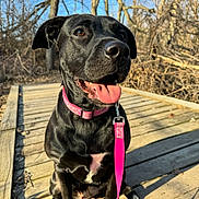 Ruby is registered to the contest to win money with this photo: dog, black_dog, pet, canine, collar, leash, outdoor, sunlight, forest, boardwalk, tongue_out, happy, sitting, nature, animal, daylight, trees, wood, pink_collar, closeup