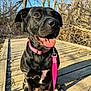 dog, black_dog, pet, canine, collar, leash, outdoor, sunlight, forest, boardwalk, tongue_out, happy, sitting, nature, animal, daylight, trees, wood, pink_collar, closeup