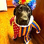 Ruby is registered to the contest to win money with this photo: dog, black_dog, clown_costume, colorful_wig, curly_wig, polka_dot, striped_outfit, costume, pet, indoors, wooden_floor, cute, animal, canine, funny, portrait, face, eyes, nose, expression