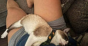 Simon is registered to the contest to win money with this photo: cat, sleeping, lap, person, legs, shorts, couch, relaxing, indoor, collar, feline, pet, resting, fur, comfort, home, casual, cozy, animal, domestic
