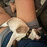 cat, sleeping, lap, person, legs, shorts, couch, relaxing, indoor, collar, feline, pet, resting, fur, comfort, home, casual, cozy, animal, domestic