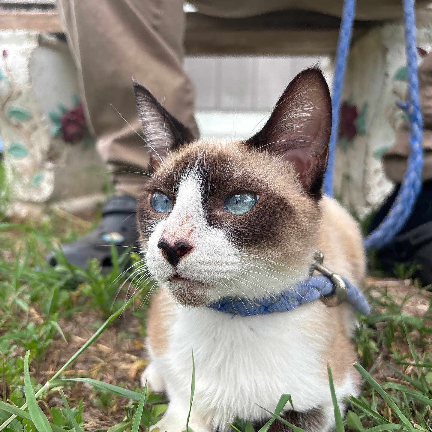 Simon joined the competition — help win amazing prizes! cat, siamese_cat, blue_eyes, collar, grass, outdoor, person, pants, shoes, bench, rope, animal, pet, fur, whiskers, close_up, nature, relaxing, daylight, portrait