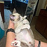 Simon is registered to the contest to win money with this photo: kitten, cat, pet, animal, hands, person, arm, indoor, kitchen, floor, tile, cabinet, mirror, watch, relaxed, fur, paw, cute, domestic, home