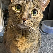 Butters joined the competition — help win amazing prizes! animal, cat, close_up, curious, cute, domestic_cat, ears, face, feline, fur, green_eyes, home, indoor, kitchen_counter, looking_at_camera, pet, portrait, sitting, tabby_cat, whiskers