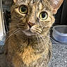 animal, cat, close_up, curious, cute, domestic_cat, ears, face, feline, fur, green_eyes, home, indoor, kitchen_counter, looking_at_camera, pet, portrait, sitting, tabby_cat, whiskers