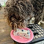 dog, curly_dog, brown_dog, pet, eating, cake, slice_of_cake, blueberry, pink_plate, paper_plate, step_stool, wooden_floor, indoor, close_up, muzzle, fur, snout, dessert, food, stool