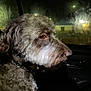 dog, brown_dog, doodle, poodle_mix, side_profile, closeup, car_interior, window, foggy_window, night, streetlight, chain_collar, fur, pet, animal, portrait, looking_out, dim_lighting, vehicle, seat
