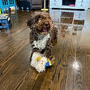 Nestle is registered to the contest to win money with this photo: dog, brown_dog, curly_fur, white_paws, party_hat, wooden_floor, living_room, couch, tv_stand, toy, collar, playful, sitting, happy, tongue_out, floor_reflection, shelf, blanket, pet_toy, home_interior