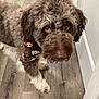 dog, doodle, brown_fur, curly_fur, bandana, hardwood_floor, indoor, close_up, portrait, paw, nose, eyes, looking_up, pet, domestic_animal, doorway, white_trim, fluffy, groomed, cute