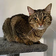 Nutmeg is registered to the contest to win money with this photo: cat, tabby_cat, pet, animal, feline, whiskers, green_eyes, ears, fur, paw, cat_tree, perch, sitting, indoor, portrait, closeup, looking_at_camera, curious, home, furniture