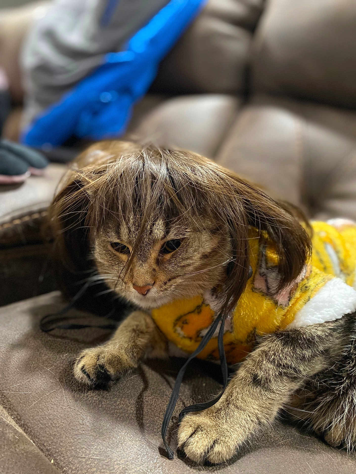 Nutmeg joined the competition — help win amazing prizes! cat, feline, tabby, pet, animal, indoor, couch, sofa, wig, costume, sweater, yellow_sweater, paw, fur, whiskers, close_up, portrait, unamused, home, cozy