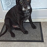 Tanguo a rejoint le concours — aidez-le/la à gagner de superbes lots ! animal, black_dog, canine, companion, curious, dog, domestic, doormat, floor, frosted_glass, gray_muzzle, house, indoor, looking_at_camera, one_ear_up, patterned_background, pet, portrait, sitting, waiting