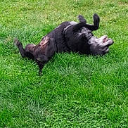 Tanguo participe au concours pour gagner de l'argent avec cette photo : active, animal, canine, daytime, dog, domestic_animal, exercise, fun, grass, grass_field, greenery, happy, lawn, nature, outdoor, pet, playing, rolling, soccer_ball, summer