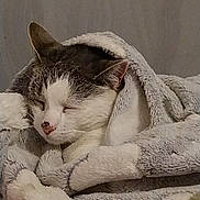Pako participe au concours pour gagner de l'argent avec cette photo : animal, blanket, cat, comfort, cozy, cute, domestic_animal, ears, face, fur, indoor, nap, nose, pet, relaxation, resting, sleeping, soft, warm, whiskers