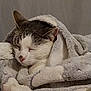 animal, blanket, cat, comfort, cozy, cute, domestic_animal, ears, face, fur, indoor, nap, nose, pet, relaxation, resting, sleeping, soft, warm, whiskers