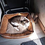 Pako a rejoint le concours — aidez-le/la à gagner de superbes lots ! animal, brown, carpet, cat, comfort, corner, cozy, feline, floor, indoor, pet_bed, relaxing, resting, shadow, soft, striped, stuffed_toy, sunlight, wallpaper, white