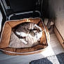 animal, brown, carpet, cat, comfort, corner, cozy, feline, floor, indoor, pet_bed, relaxing, resting, shadow, soft, striped, stuffed_toy, sunlight, wallpaper, white