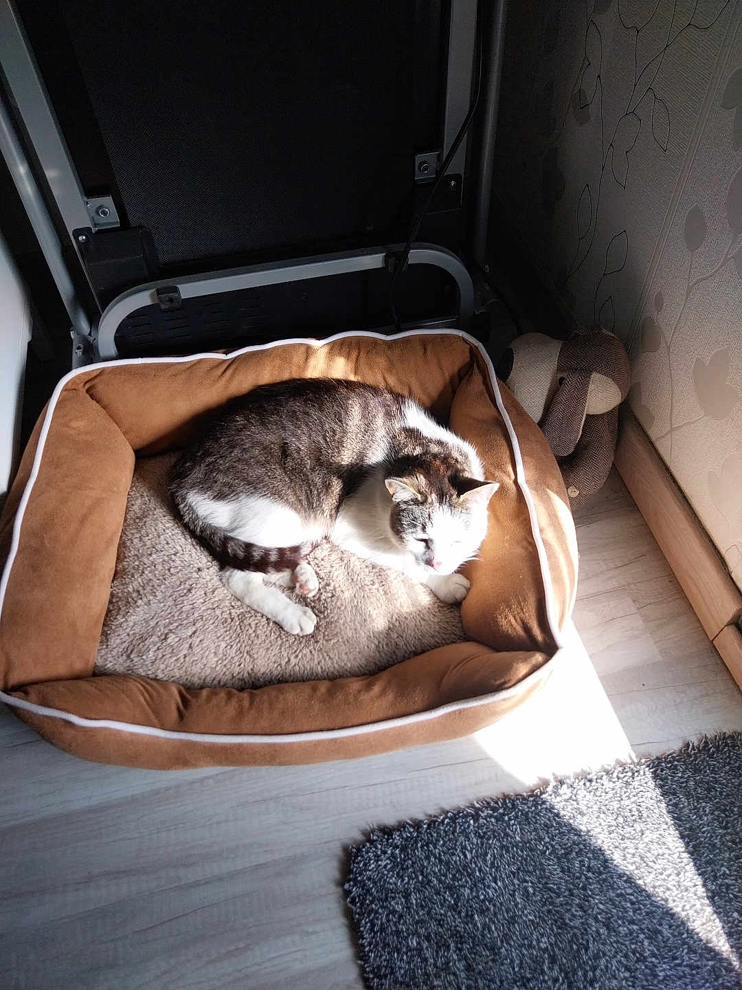 Pako