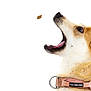 Foxy joined the competition — help win amazing prizes! adorable, animal, brown_fur, canine, catching, caught_in_motion, close_up, collar, cute, dog, domestic_animal, ears_up, isolated, looking_up, mouth_open, pet, playful, side_profile, treat, white_background