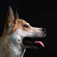 Foxy is registered to the contest to win money with this photo: alert, animal, brown, canine, close_up, dark_background, dog, domestic_animal, ears, friendly, fur, looking_right, muzzle, pet, portrait, profile, snout, studio_lighting, tongue_out, white