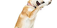 Foxy is registered to the contest to win money with this photo: alert, animal, canine, collar, cute, dog, domestic, expression, friendly, isolated, mammal, paw, pet, portrait, raising_paw, sitting, studio, tan_fur, white_background, white_fur