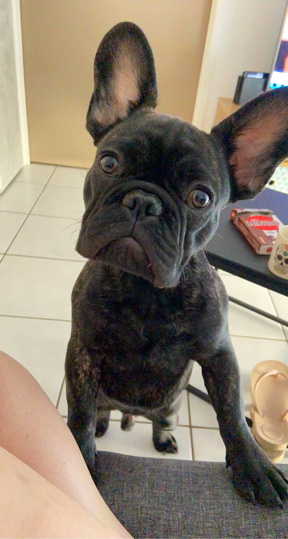 Shadow a rejoint le concours — aidez-le/la à gagner de superbes lots ! bulldog, canidae, carnivore, comfort, companion_dog, cup, dog, dog_breed, dog_collar, ear, fawn, french_bulldog, fur, snout, sporting_group, terrestrial_animal, toy_dog, whiskers, working_animal, wrinkle