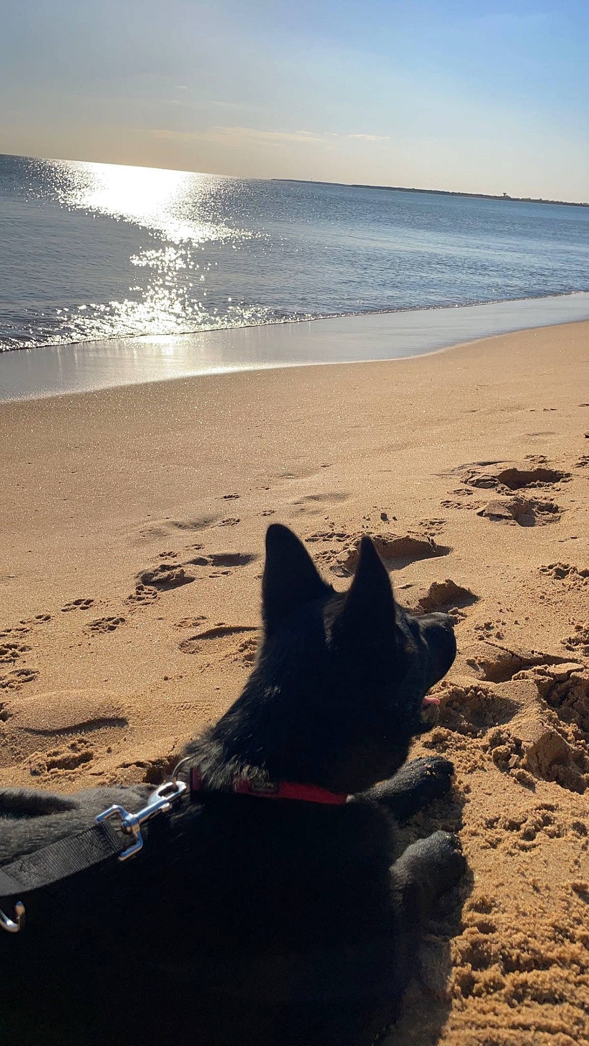 Tokyo a rejoint le concours — aidez-le/la à gagner de superbes lots ! atmosphere, beach, calm, carnivore, cloud, coastal_and_oceanic_landforms, dog, dog_breed, horizon, landscape, light, natural_environment, sand, shore, sky, sunlight, tints_and_shades, water, wind_wave, wood