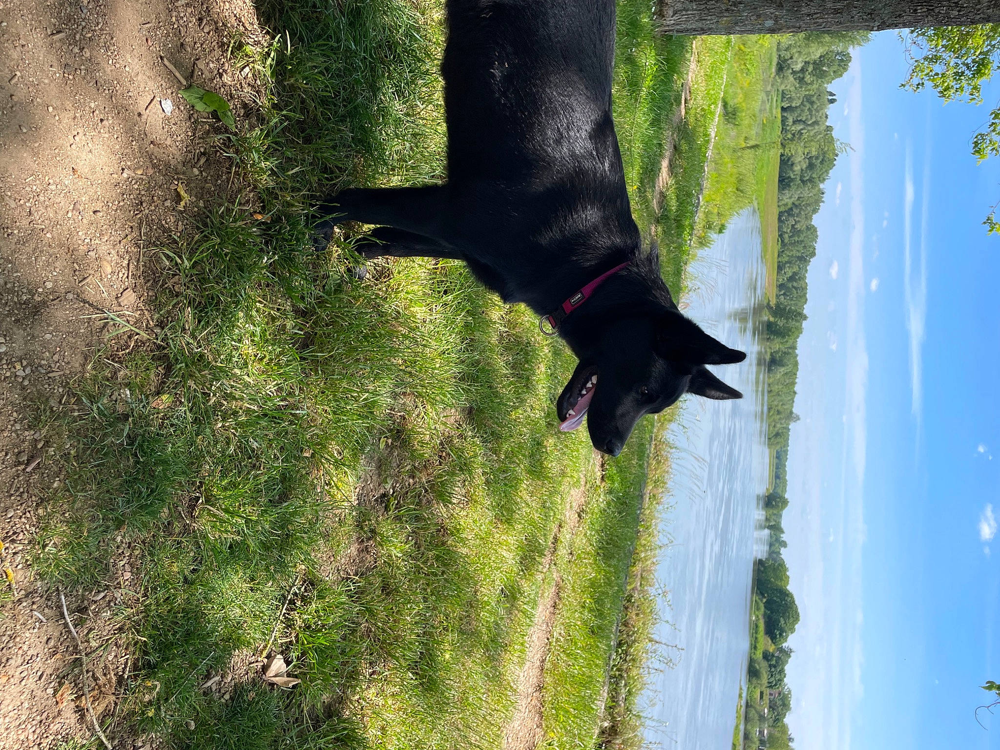 Tokyo participe au concours pour gagner de l'argent avec cette photo : canidae, carnivore, cloud, dog, dog_breed, fur, grass, grass_family, plant, shadow, sky, sporting_group, tail, tints_and_shades, tree, trunk, water, wildlife, window, wood