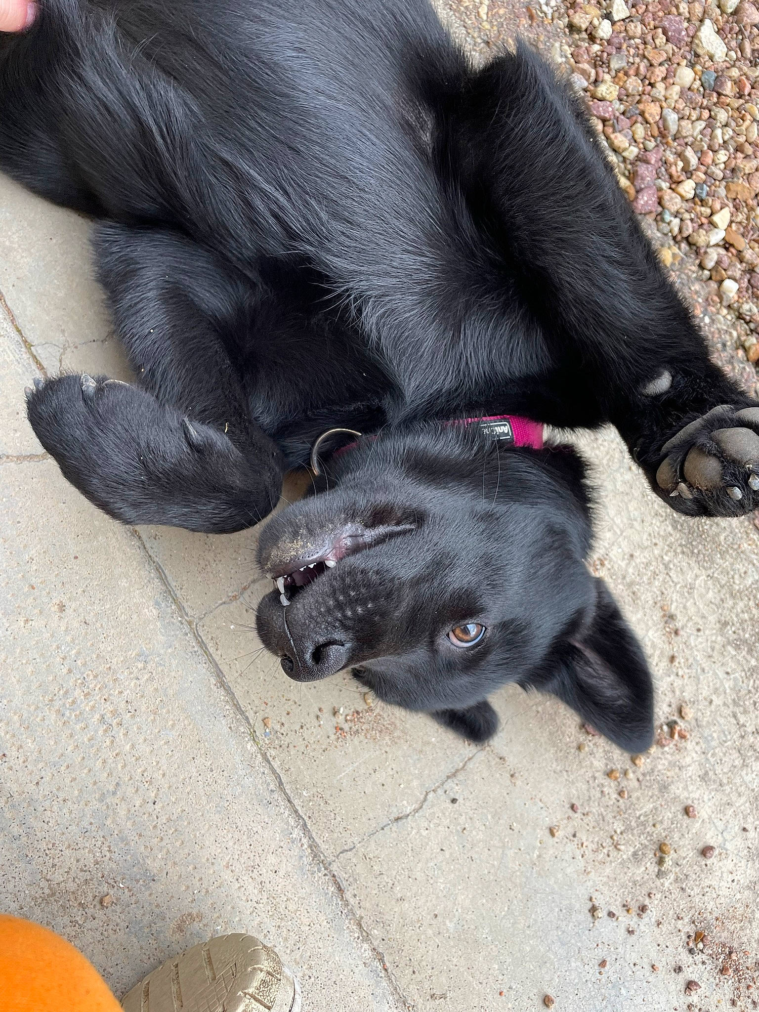 Tokyo participe au concours pour gagner de l'argent avec cette photo : borador, canidae, carnivore, claw, comfort, companion_dog, dog, dog_breed, felidae, foot, fur, grey, human_leg, paw, snout, sporting_group, tail, terrestrial_animal, working_animal