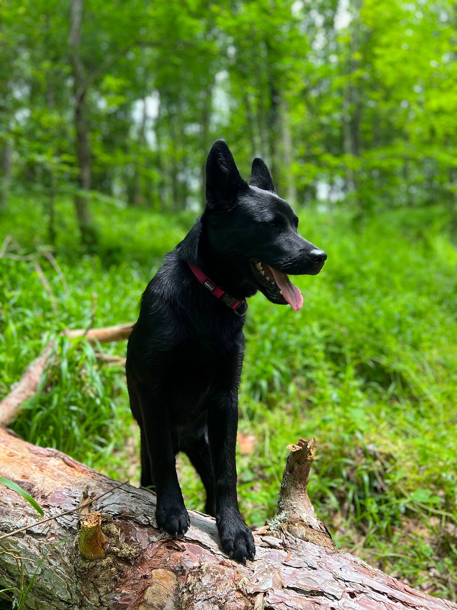 Tokyo a rejoint le concours — aidez-le/la à gagner de superbes lots ! adventure, canidae, carmine, carnivore, companion_dog, dog, dog_breed, forest, grass, plant, snout, sporting_group, tail, terrestrial_animal, terrestrial_plant, tree, trunk, wood, working_animal, working_dog