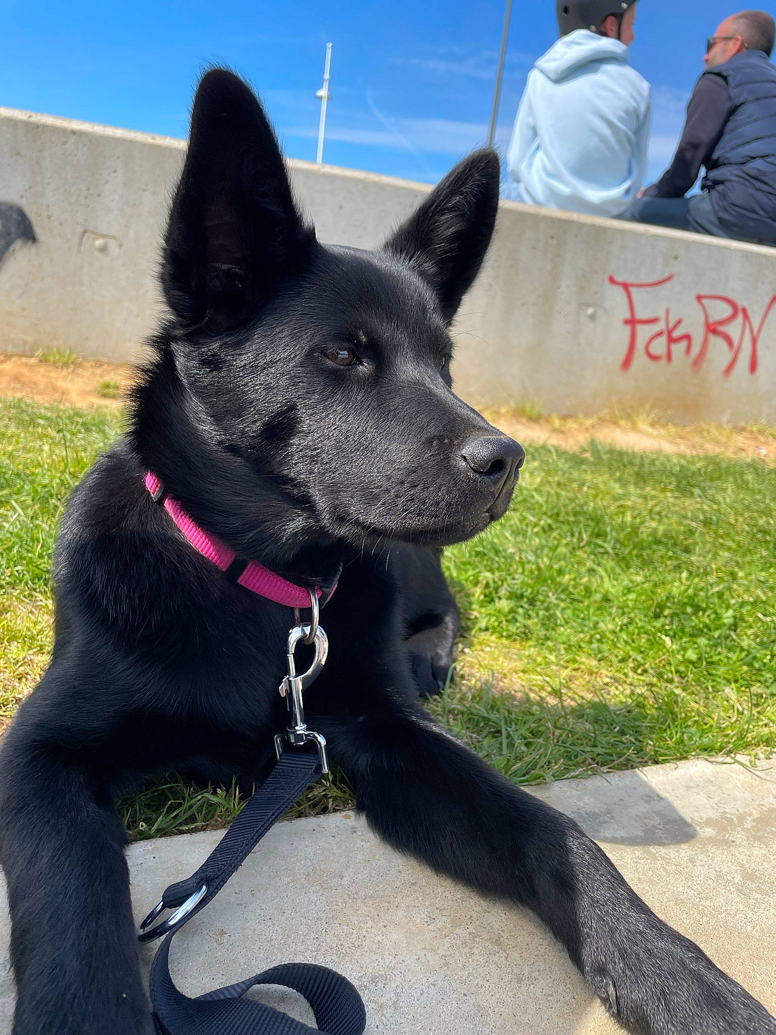 Tokyo a rejoint le concours — aidez-le/la à gagner de superbes lots ! canidae, carnivore, collar, companion_dog, dog, dog_breed, dog_collar, fur, grass, hat, herding_dog, plant, sky, snout, sporting_group, tail, whiskers, window, working_animal, working_dog