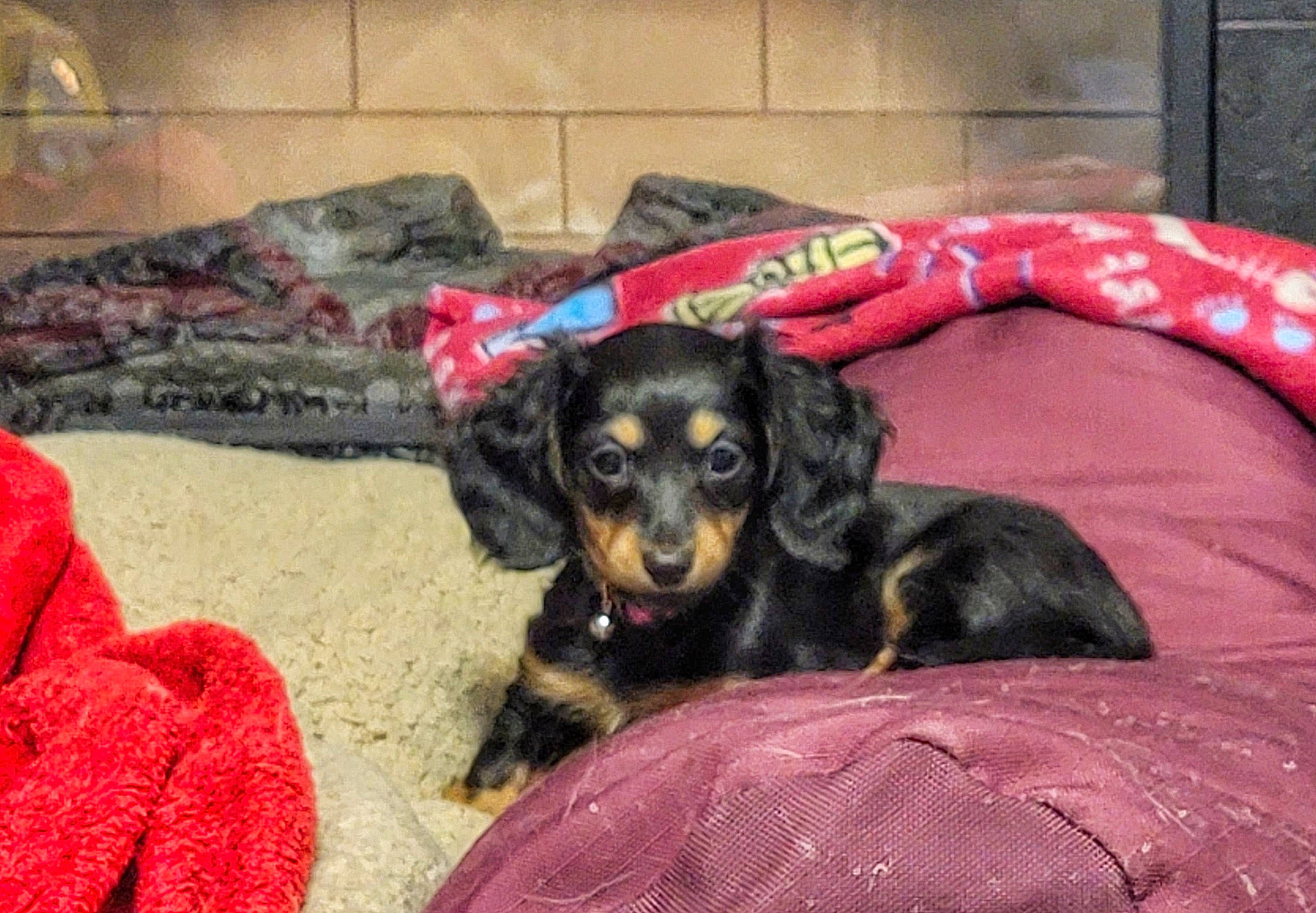 River joined the competition — help win amazing prizes! canidae, carnivore, comfort, companion_dog, dog, dog_breed, dog_supply, fur, guard_dog, puppy, snout, sporting_group, terrestrial_animal, toy_dog, working_animal, working_dog