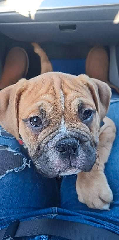 Bruiser joined the competition — help win amazing prizes! bulldog, canidae, carnivore, collar, companion_dog, dog, dog_breed, dog_collar, fawn, molosser, non_sporting_group, puppy, shar_pei, snout, sporting_group, toy_dog, whiskers, working_animal, working_dog, wrinkle