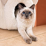 Adès a rejoint le concours — aidez-le/la à gagner de superbes lots ! cat, blue_eyes, feline, pet, animal, cute, fluffy, cat_bed, cozy, indoor, stretching, fur, whiskers, ears, floor, tile, home, comfort, relaxed, portrait