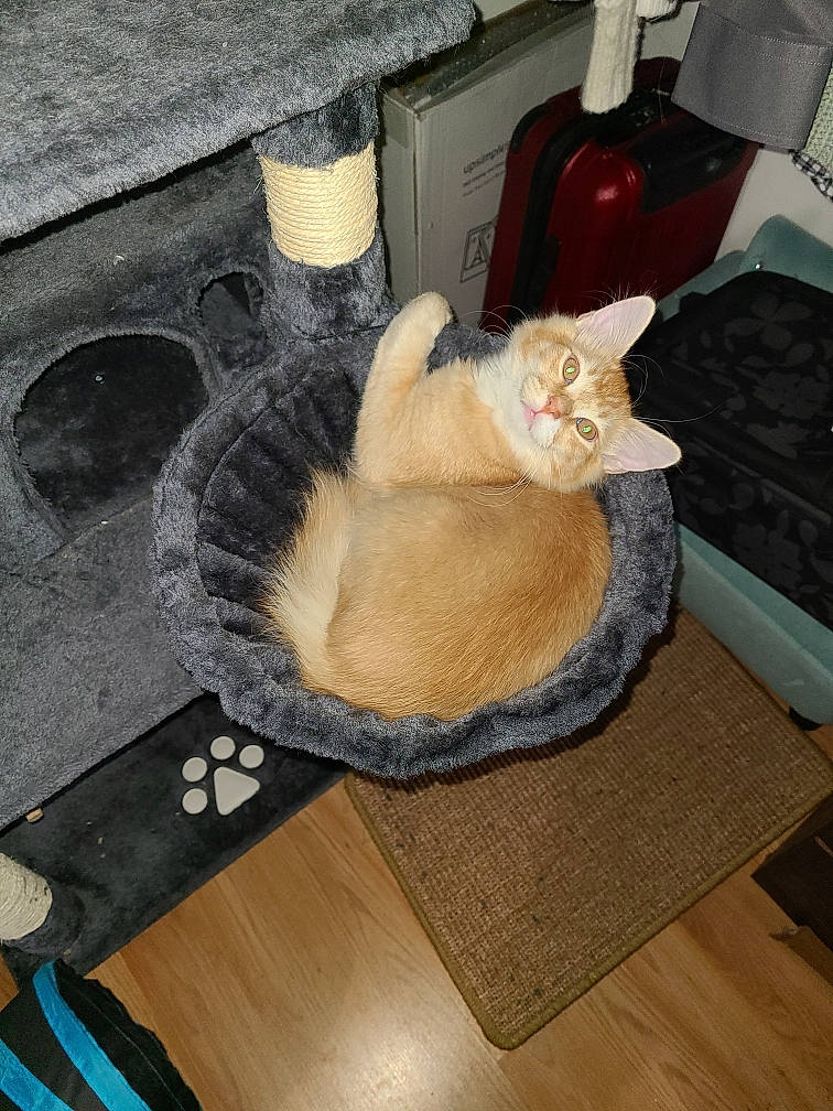 Kenny is registered to the contest to win money with this photo: box, carnivore, cat, cat_bed, cat_supply, comfort, domestic_short_haired_cat, fawn, felidae, flooring, fur, hardwood, paw, pet_supply, room, small_to_medium_sized_cats, table, tail, whiskers, wood
