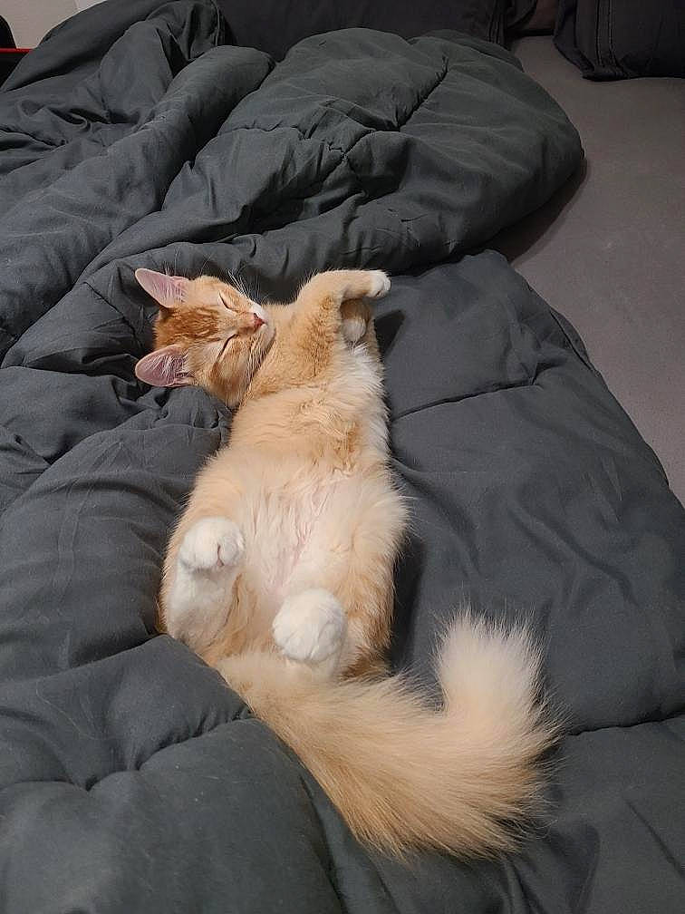 Kenny is registered to the contest to win money with this photo: bed, bedding, canidae, carnivore, cat, claw, comfort, companion_dog, dog_breed, domestic_short_haired_cat, duvet, fawn, felidae, fur, linens, paw, room, small_to_medium_sized_cats, tail, whiskers