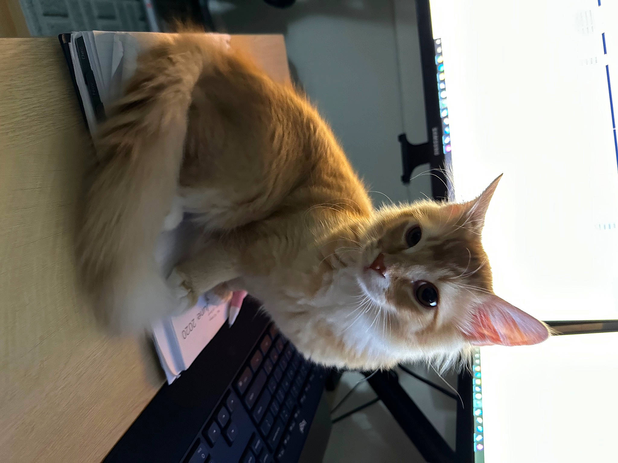 Kenny joined the competition — help win amazing prizes! balinese, canidae, carnivore, cat, claw, companion_dog, computer, computer_keyboard, dog_breed, domestic_short_haired_cat, felidae, fur, input_device, laptop, paw, small_to_medium_sized_cats, tail, thai, tonkinese, whiskers