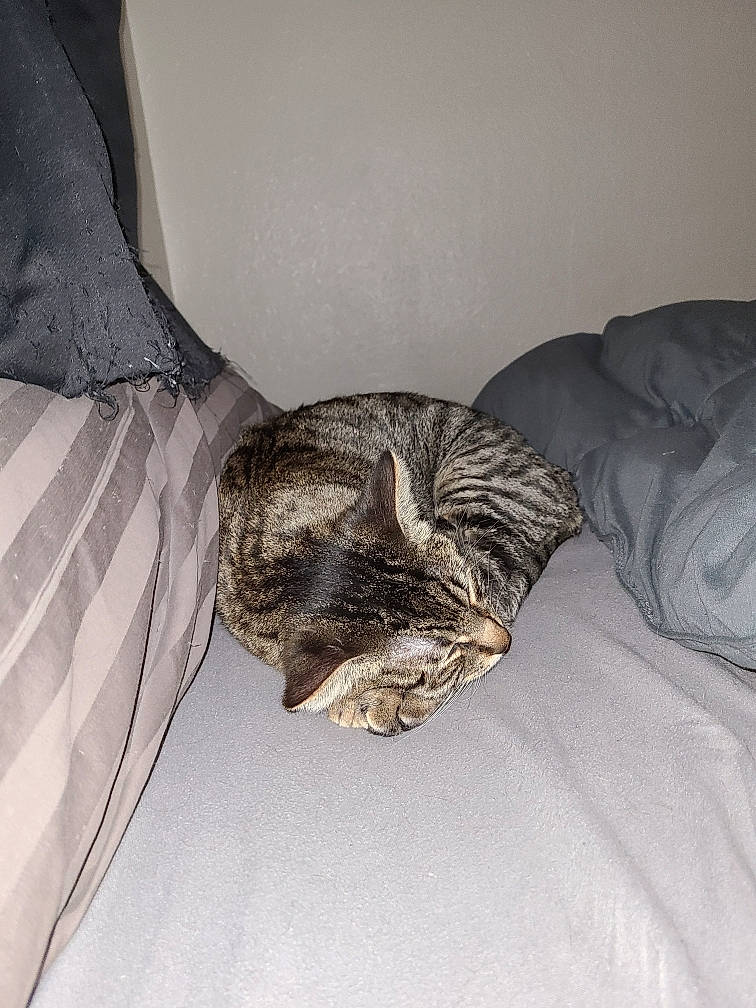 Professor Chaos is registered to the contest to win money with this photo: bedding, carnivore, cat, cat_bed, claw, comfort, couch, domestic_short_haired_cat, felidae, fur, grey, linens, nap, paw, room, sleep, small_to_medium_sized_cats, tail, terrestrial_animal, whiskers