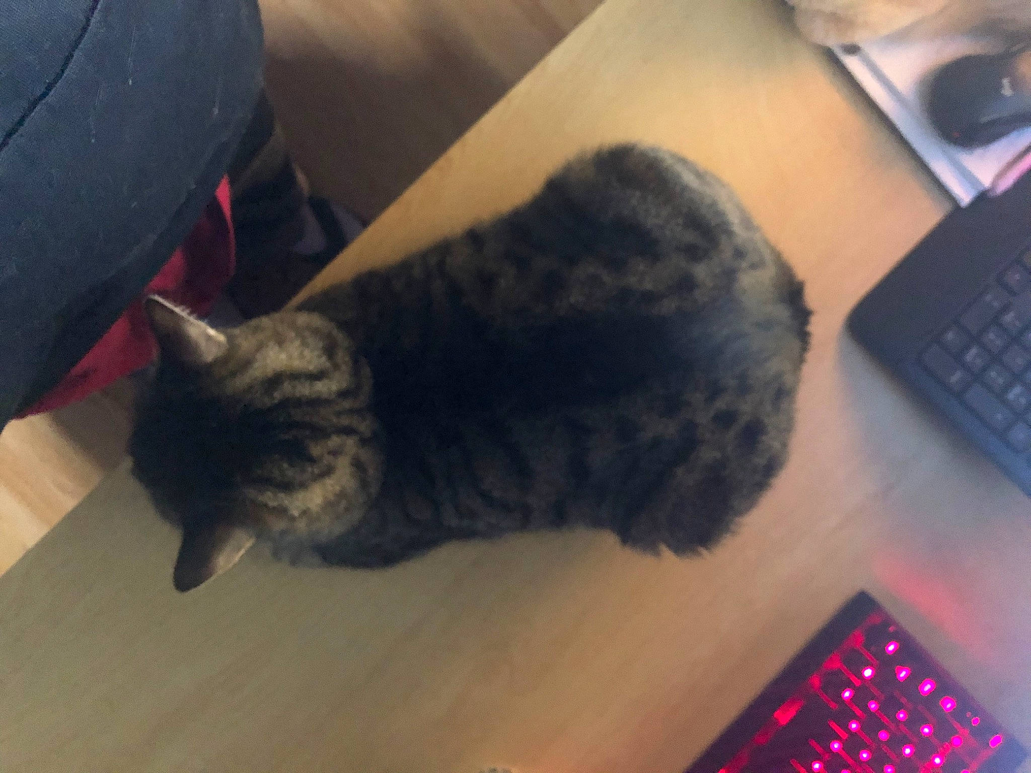 Professor Chaos joined the competition — help win amazing prizes! carnivore, cat, cloud, comfort, communication_device, domestic_short_haired_cat, felidae, flooring, fur, gadget, grey, input_device, office_equipment, room, small_to_medium_sized_cats, snout, space_bar, tail, whiskers, wood