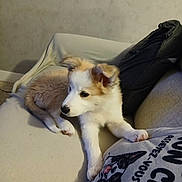 Bianca participe au concours pour gagner de l'argent avec cette photo : puppy, dog, couch, indoor, pet, furry, beige, resting, curious, person, clothing, pillow, wall, sleeve, animal, cute, young, fur, portrait, relaxing