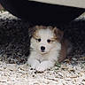 Bianca participe au concours pour gagner de l'argent avec cette photo : puppy, dog, animal, pet, cute, fluffy, white, brown, outdoor, pebbles, ground, vehicle, car, resting, small, fur, laying, young, adorable, calm