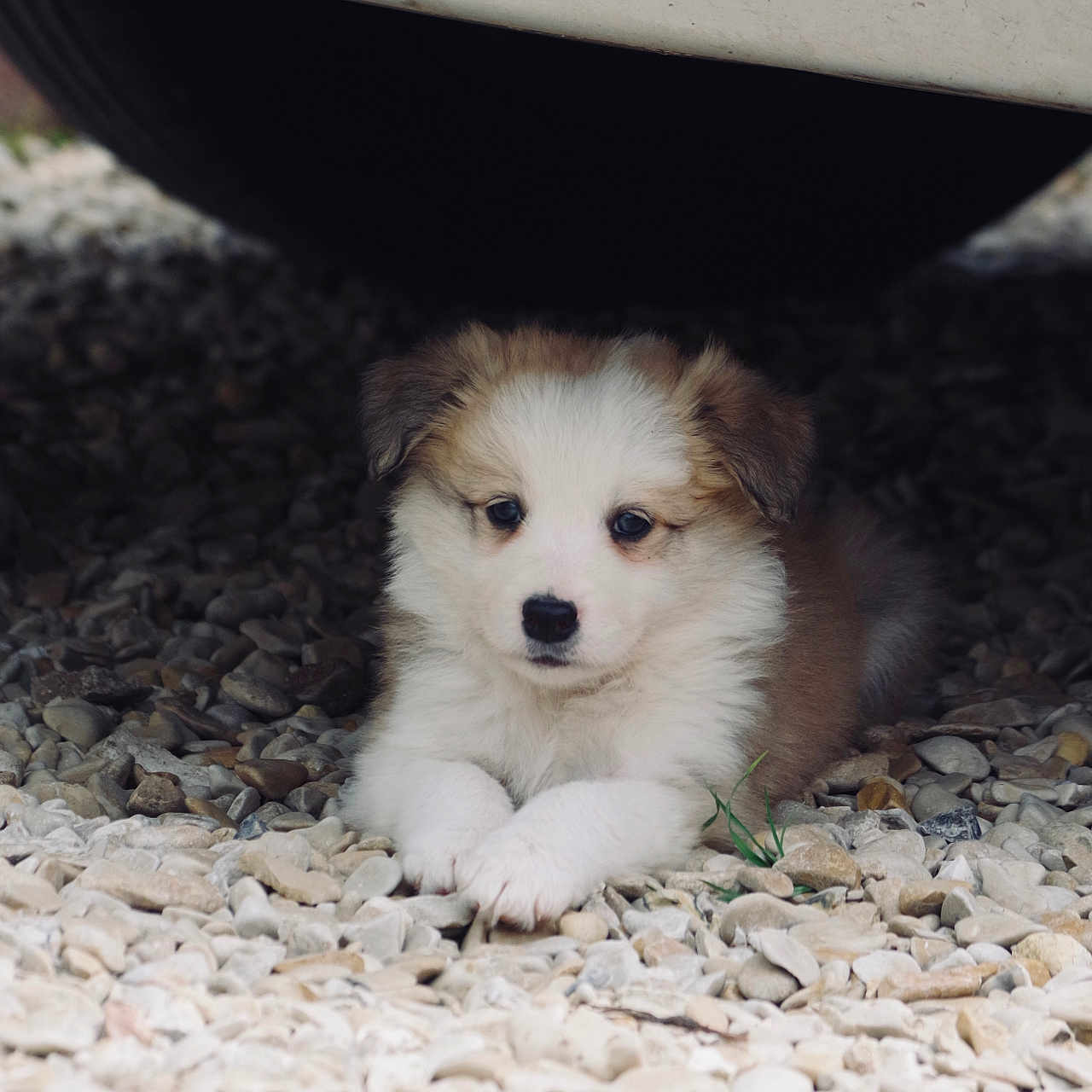 Bianca participe au concours pour gagner de l'argent avec cette photo : puppy, dog, animal, pet, cute, fluffy, white, brown, outdoor, pebbles, ground, vehicle, car, resting, small, fur, laying, young, adorable, calm
