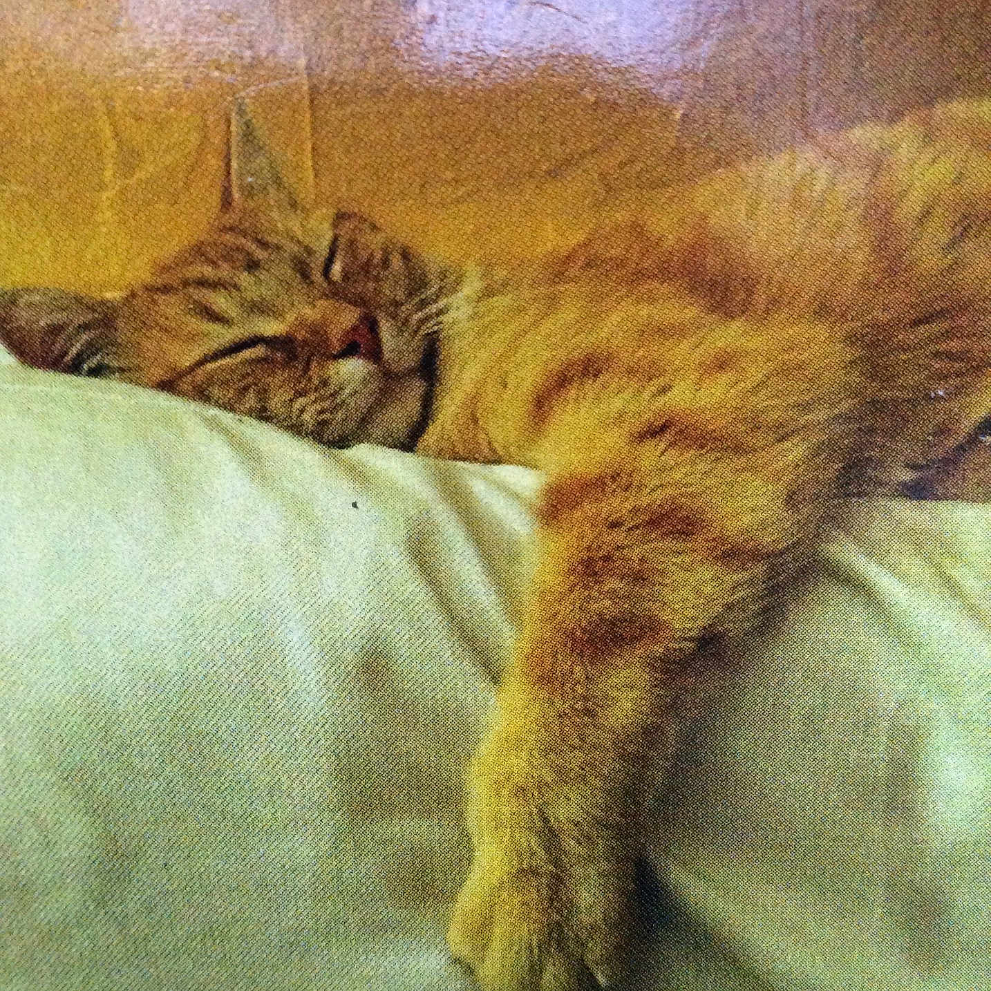 Scapin participe au concours pour gagner de l'argent avec cette photo : animal, cat, closeup, cozy, cushion, cute, domestic_cat, feline, fur, indoor, orange_tabby, paw, peaceful, pet, relaxation, resting, sleeping, soft_texture, warm_lighting, whiskers