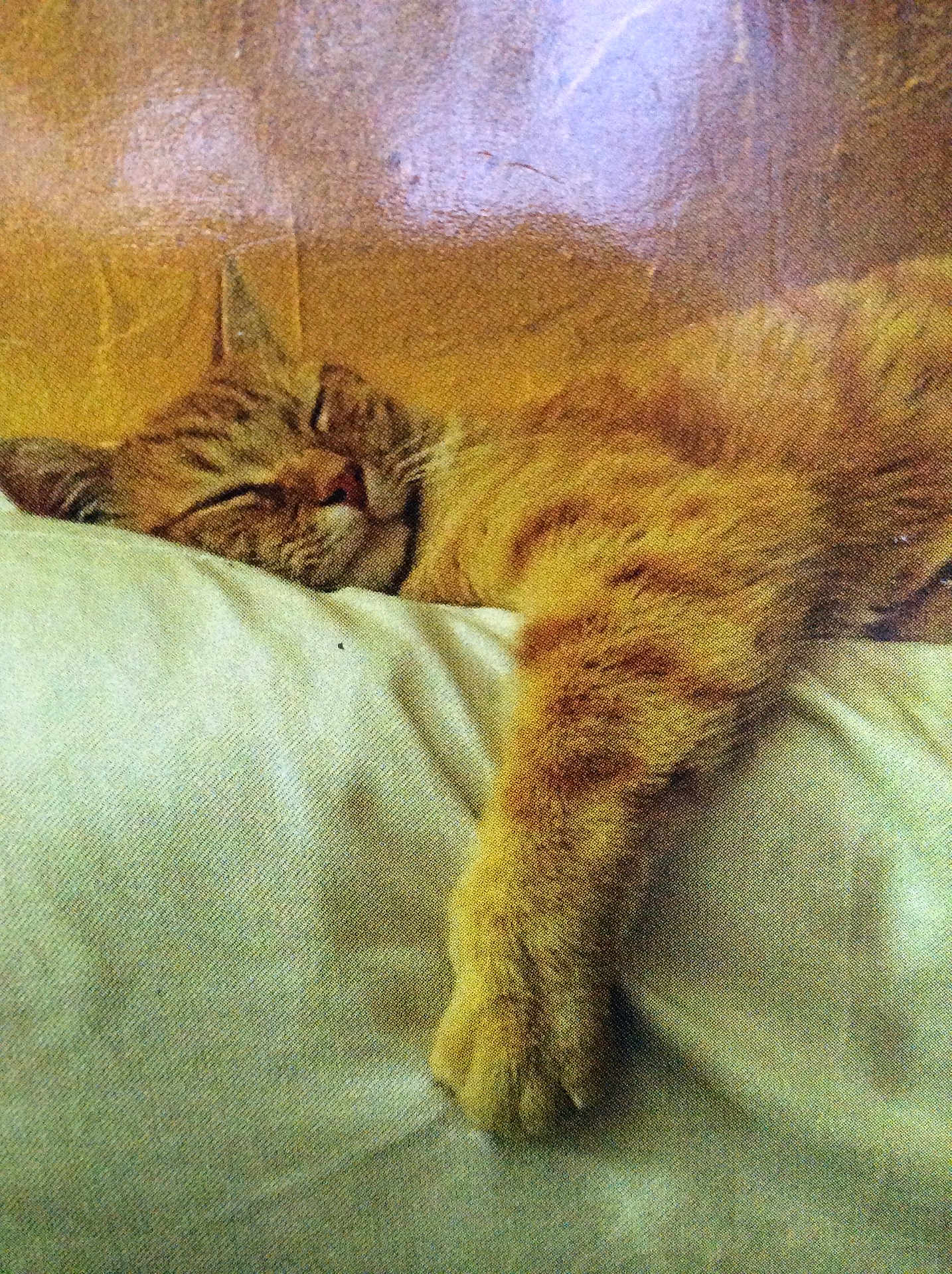 Scapin participe au concours pour gagner de l'argent avec cette photo : animal, cat, closeup, cozy, cushion, cute, domestic_cat, feline, fur, indoor, orange_tabby, paw, peaceful, pet, relaxation, resting, sleeping, soft_texture, warm_lighting, whiskers