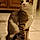Viggo