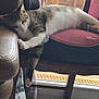 Viggo participe au concours pour gagner de l'argent avec cette photo : animal, armrest, calm, cat, chair, cozy, cushion, daylight, domestic, furniture, home, indoor, pet, relaxing, resting, sleeping, sunlight, tabby, tile_floor, window