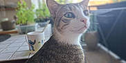 Viggo participe au concours pour gagner de l'argent avec cette photo : animal, balcony, blurred_background, cartoon_character, cat, curious, domestic, ears, eyes, fur, indoor, mug, pet, potted_plants, spoon, tabby, table, tiled_surface, whiskers, white_markings