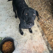 Summer is registered to the contest to win money with this photo: dog, black_dog, pet, animal, outdoor, concrete, bucket, dog_food, rocks, looking_up, curious, ears, tail, collar, ground, sidewalk, closeup, canine, fur, daylight