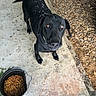dog, black_dog, pet, animal, outdoor, concrete, bucket, dog_food, rocks, looking_up, curious, ears, tail, collar, ground, sidewalk, closeup, canine, fur, daylight