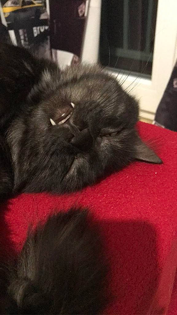 Naâman participe au concours pour gagner de l'argent avec cette photo : black, black_cat, carnivore, cat, domestic_long_haired_cat, fawn, felidae, fur, kitten, mammal, persian, skin, small_to_medium_sized_cats, snout, whiskers